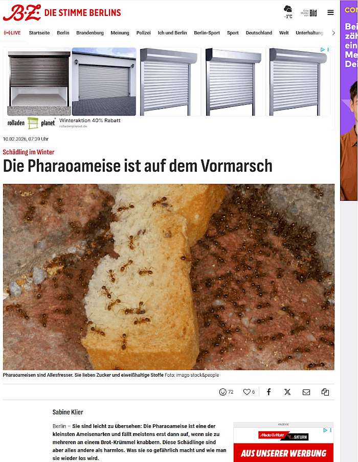 26-02-18 Screenshot von bz-berlin.de der Seite pharaoameise-auf-dem-vormarsch