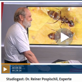 Dr. Reiner Pospischil beim WDR