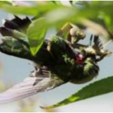 Erfolgreiche Jagd: Gottesanbeterin (Tenodera sinensis) mit einem Rubinkehlkolibri (Archilochus colub. Bild: mit freundlicher Genehmigung von “What’s That Bug?”, Randy Anderson