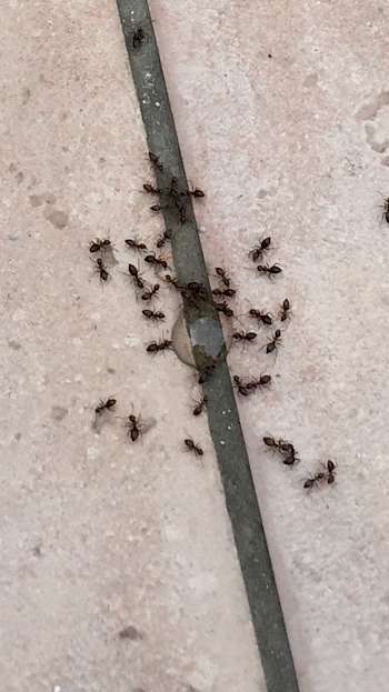 Ameisengel