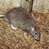 Die Populationen der Wanderratte Rattus norvegicus sollen häufig mit Rodentiziden eingeschränkt werden. Foto: Dr. Reiner Pospischil