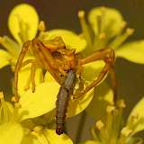 Indem Krabbenspinnen Raupen fressen, helfen sie der Blütenpflanze. Foto: Anina C. Knauer