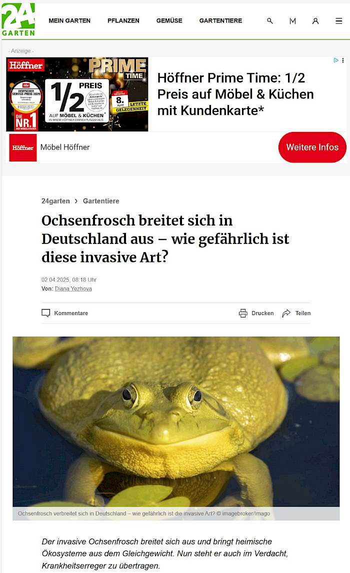 2025-04-03 Screenshot von 24garten.de vom Beitrag - Ochsenfrosch verbreitet sich in Deutschland – invasive Art