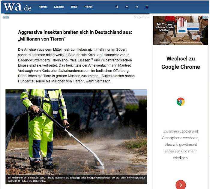 2025-04-17 Screenshot von wa.de zum Beitrag Superkolonien von aggressivem Insekt breiten sich in Deutschland aus