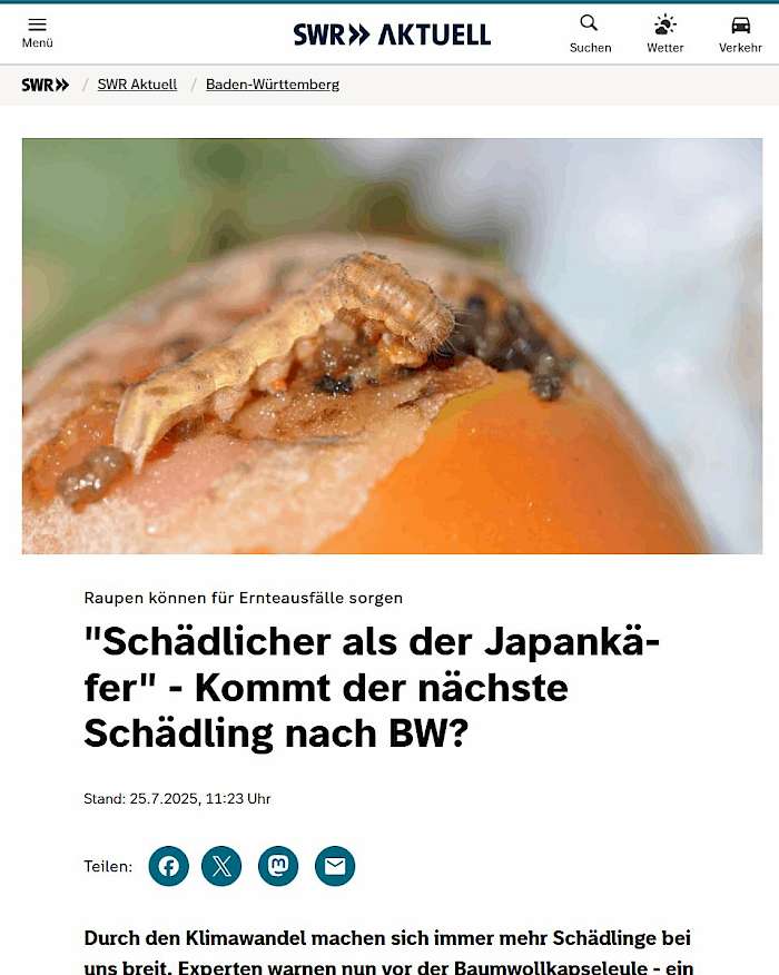 2025-08-05 Screenshot swr.de des Beitrags - Neue schädliche Raupe aufgetaucht