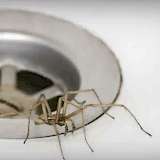 2025-10-09 Screenshot von fr.de des Beitrags Wissenschaftlich belegt - Kastanien...